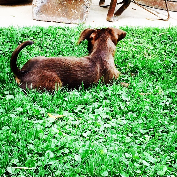 😘🐾Need A Smile? Silly & Sweet Puppy Break! 🐾😘 - Picture 9 of 12